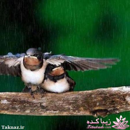 نظرتون در مورد عشق قبل ازدواج چیه؟